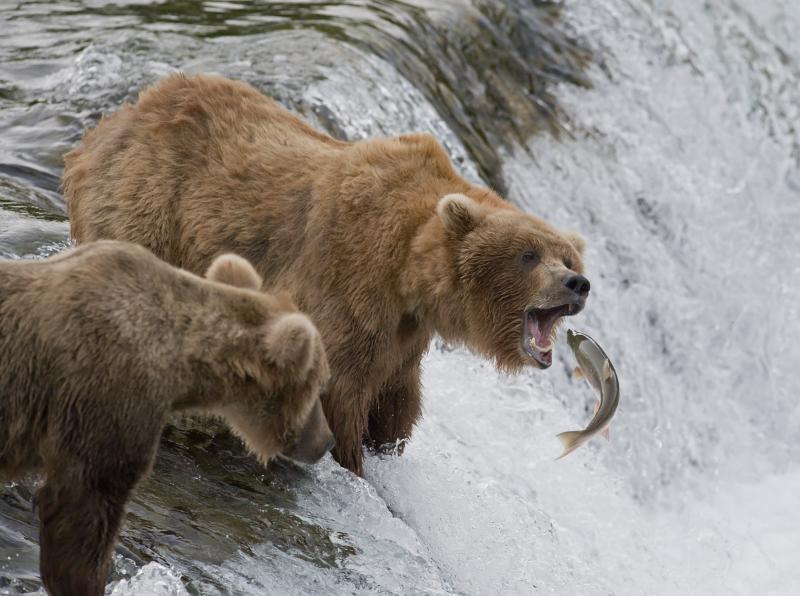 ours-en-train-de-chasser-le-saumon